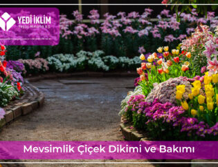 mevsimlik-cicek-dikimi-ve-bakimi